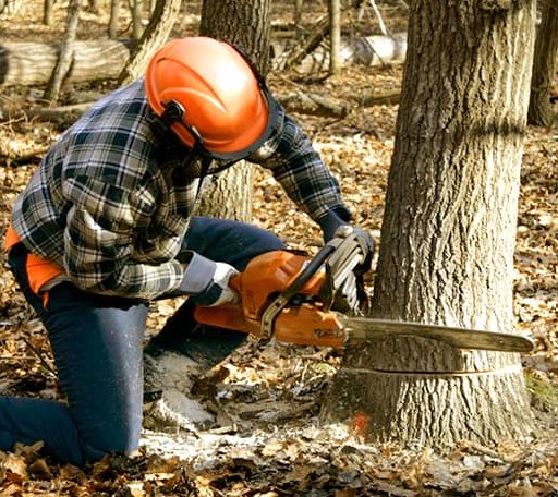 Tree Removal in Preston, MS